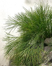 Psilotum nudum cultivé au Jardin botanique de Liberec (République tchèque).