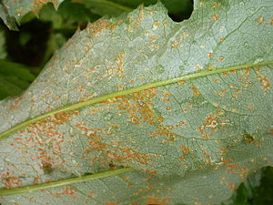 Puccinia senecionis on ragwort