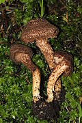 2011-10-02 Inocybe hystrix (Fr.) Karsten 172120.jpg