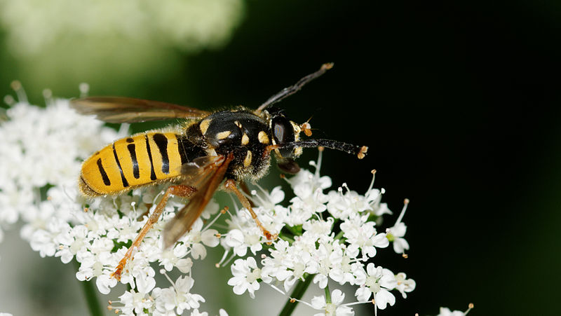 File:2012-06-05 15-25-42-diptera.jpg