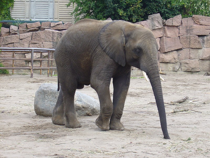 File:2012-09-15 Tierpark Berlin 04.jpg