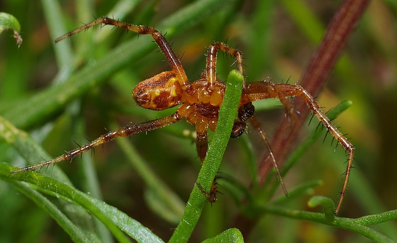 File:2013.07.01-15-Wustrow-Neu Drosedow-Erdbeerspinne-Maennchen.jpg