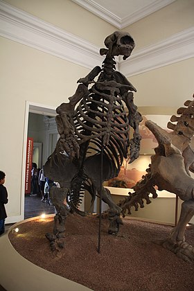 Fóssil brasileiro de preguiça-gigante (Glossotherium) ora exposto no Museu Nacional do Rio de Janeiro.