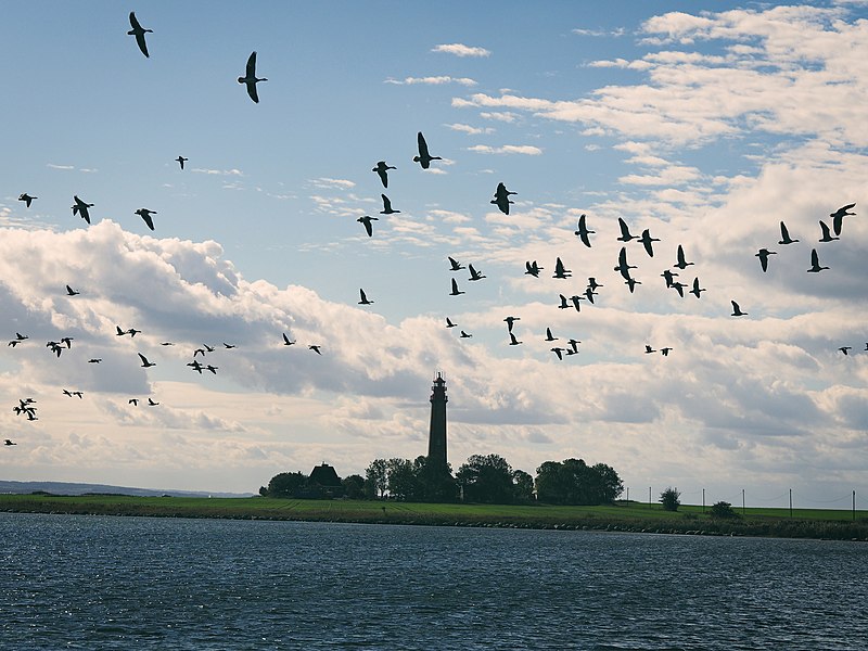 File:2018 09 29 14 00 53 - Vogelzug Insel Fehmarn - Leuchtturm Flügge - Schleswig-Holstein - Germany (43183283060).jpg