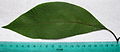 20cm avocado leaf.JPG