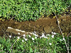 Ditches and Anemone nemorosa in Upper Swabia