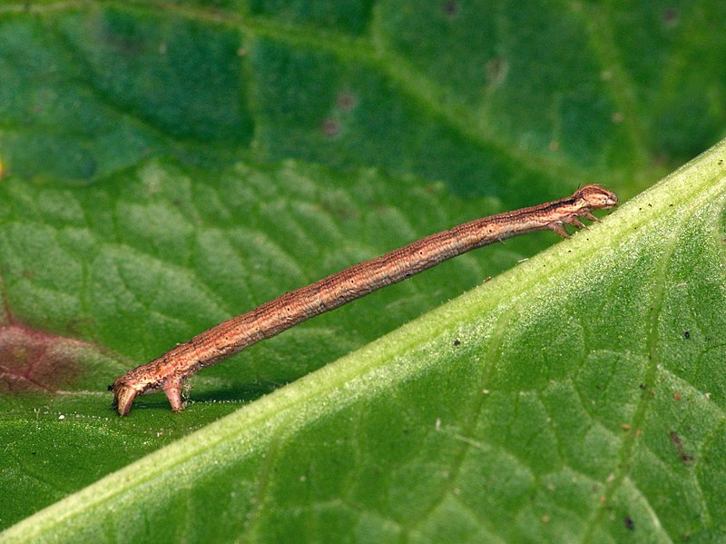 File:70.038 BF1716 The Vestal, Rhodometra sacraria, larva (6382137761).jpg