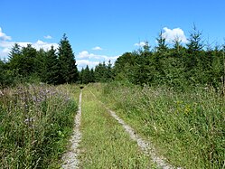 Waldweg