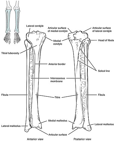 811 Tibia and fibula.jpg