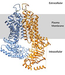 ABCG2 with simulated plasma membrane ABCG2 with plasma membrane.jpg