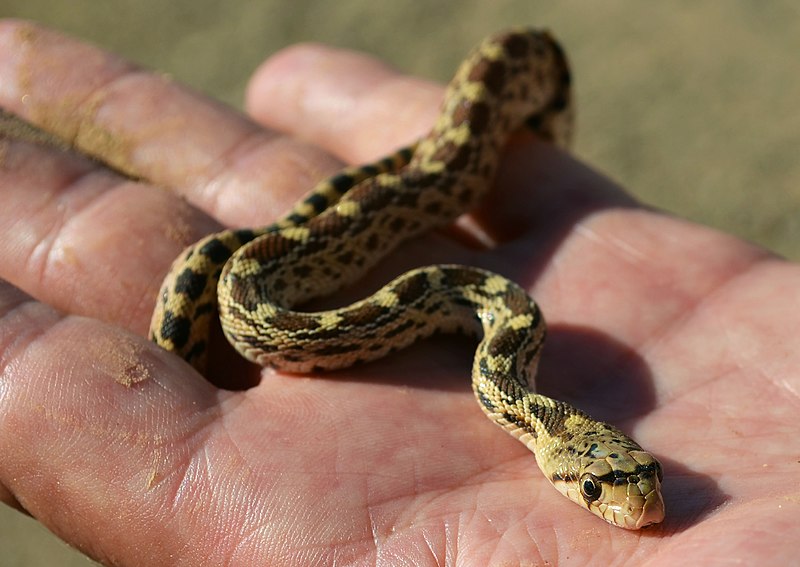 File:A California gopher snake found in Milipitas Wash (30358471973).jpg