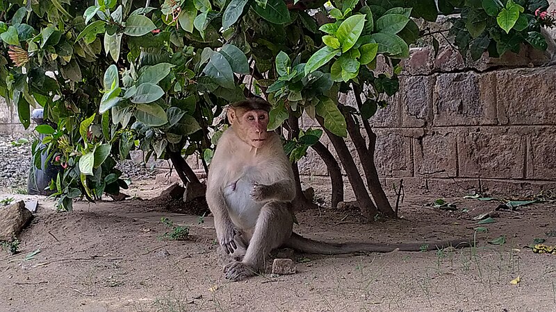 File:A Monkey under plant.jpg