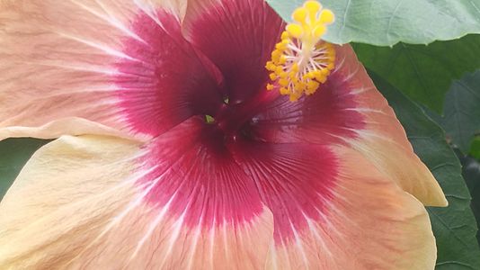 Day 7: Zoom in on a big peach color Hibiscus, photographed at the oldest botanical garden of the Netherlands, in Leiden.