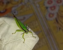 A clipped-wing grasshopper captured at night A clipped-wing grasshopper.jpg