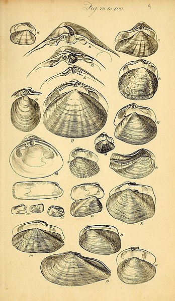 File:A conchological manual. Second Edition (Plate 4) (8592799960).jpg