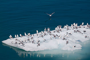 Black-legged kittiwakes