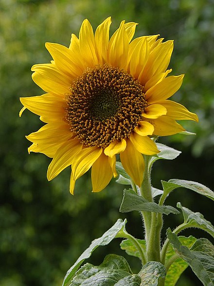 Sunflower plant. Helianthus annuus. Подсолнечник Донской крупноплодный. Подсолнух Битюг. Подсолнух Кримсон.