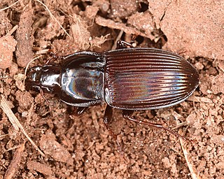 <i>Abacidus</i> Genus of beetles