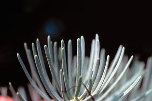 needles of a fir (abies concolor)