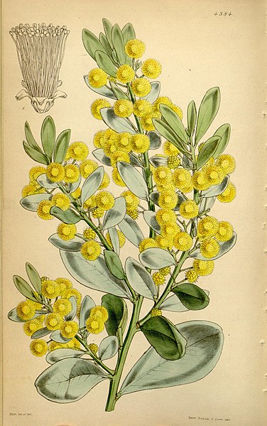 File:Acacia argyrophylla.jpg