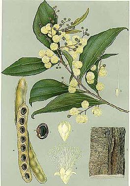 Acacia binervata-Minchen.jpg