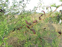 Acacia farnesiana002.jpg