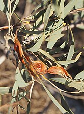 Acacia murrayana fruit.jpg