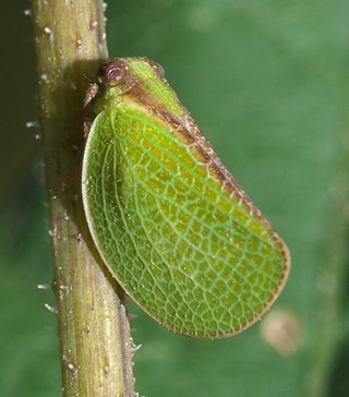 <i>Acanalonia bivittata</i> Species of true bug
