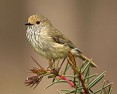 Acanthiza pusilla -Victoria, Australia-8 (2) (cropped).jpg