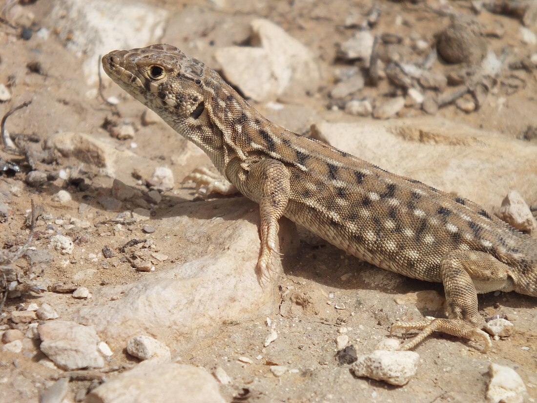 Acanthodactylus beershebensis