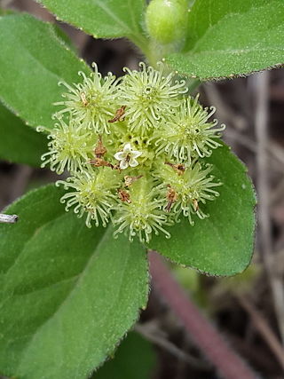 <i>Acanthospermum australe</i> Species of flowering plant