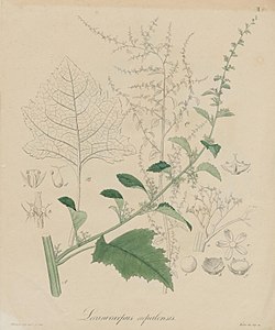 Acroglochin persicarioides, as Lecanocarpus nepalensis.jpg