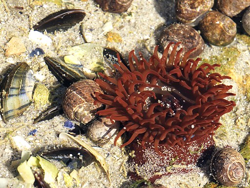 Actinia equina (Boulogne-sur-Mer)