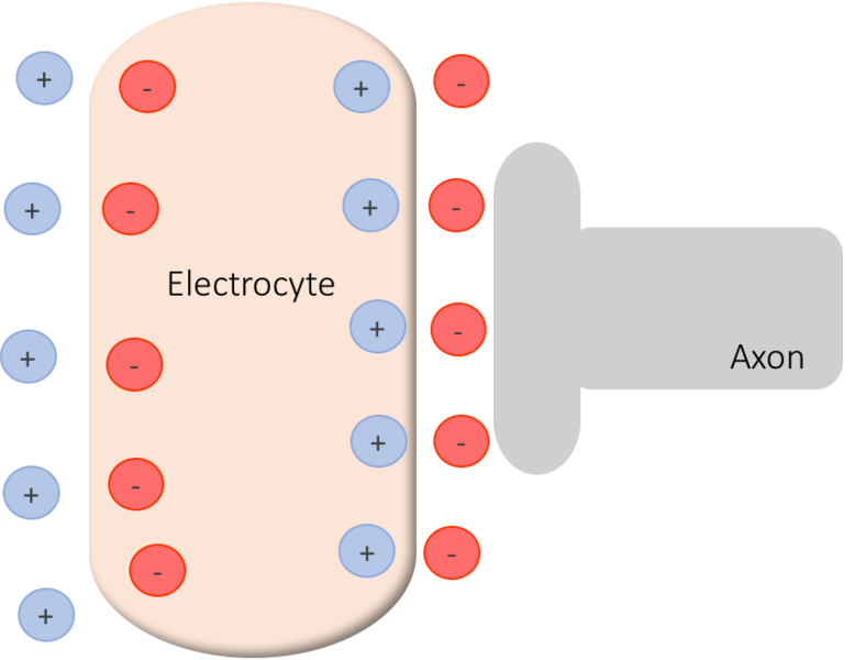 File:Active Electrocyte.png