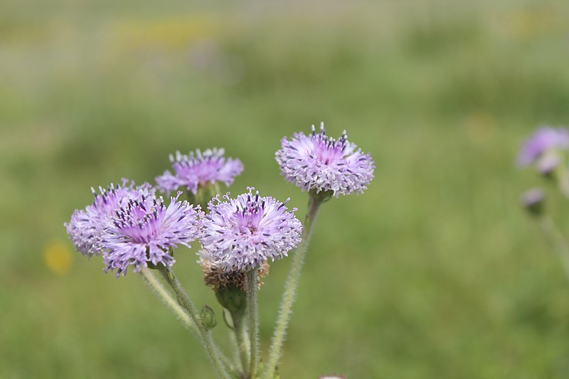 File:Adenoon indicum.jpg