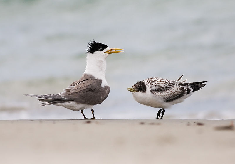 File:Adult and Juvenile Thalasseus bergii Bruny Island.jpg