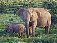 African Bush Elephants.jpg