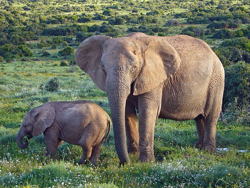 African Elephant Loxodonta africana | Animalia Enthusiasts