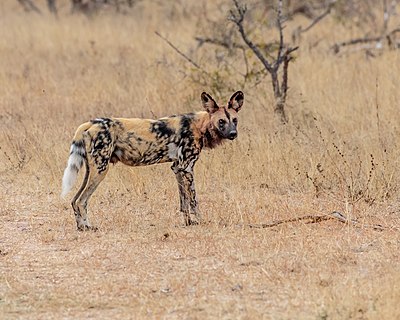 African wild dog in the Kruger National Park.