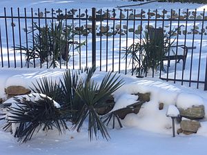 Sabal minor and Needle Palm, also from the southeast, are the world's most freeze hardy palm species.