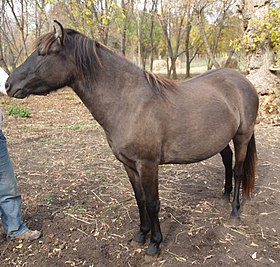 Poney indien du lac La Croix