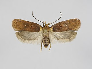 <i>Agonopterix selini</i> Species of moth