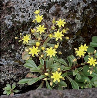 <i>Aichryson dumosum</i> Species of flowering plants in the family Crassulaceae