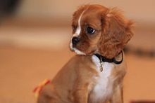 "A puppy with red fur faces the camera while looking off to the left. There is a streak of white down the middle of its head between its eyes, and it has a white chest. It wears a black collar with a metal tag.