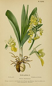 plate 47 Orchis pallens