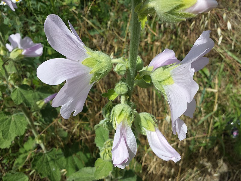 File:Alcea biennis sl77.jpg