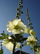 Alcea Rosea: Description, Habitats, Biologie