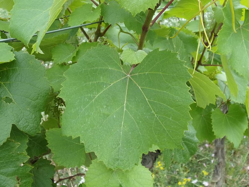 File:Aligoté - leaf.jpg