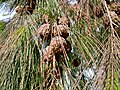 Allocasurina torulosa fruit and leaves.jpg