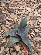 Aloe laeta (Алое яскраве)